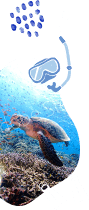 SUNFLAT SNORKELING 画像05