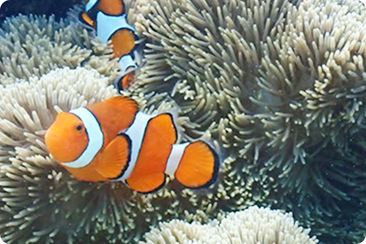 SUNFLAT SNORKELING 画像08